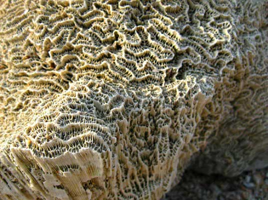 Calera-Carbonate-Technology-3-coral