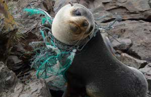 Marine_Species_May_Go_Extinct_Due_To_Plastic_Pollution